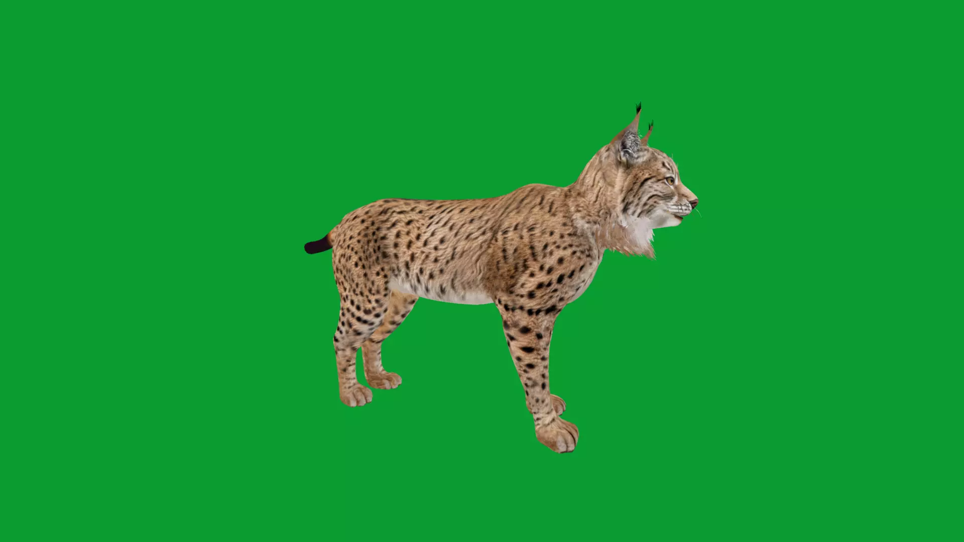Eurasian Lynx Wild Cat Low-poly 3D model_13