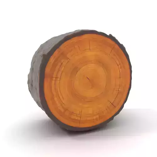 Natural Oak Tree Slice model pack Low-poly 3D model