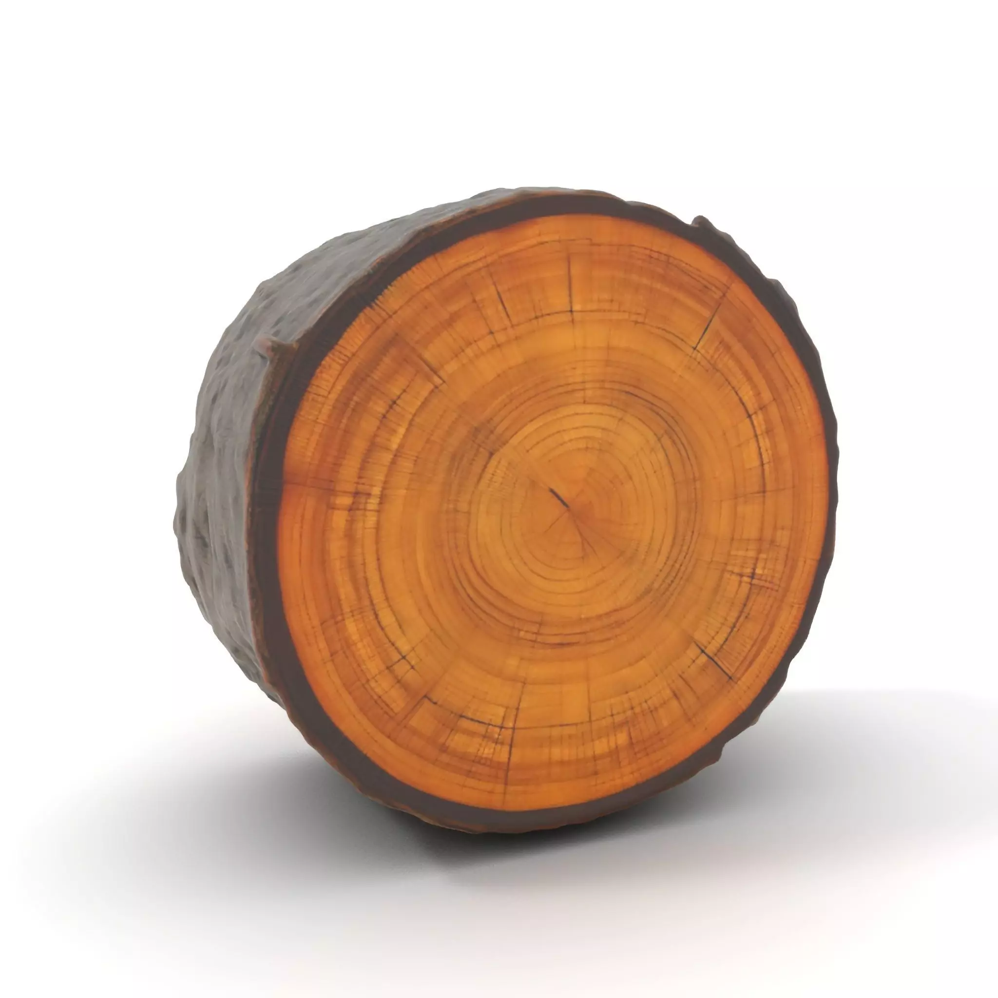 Natural Oak Tree Slice model pack Low-poly 3D model_0