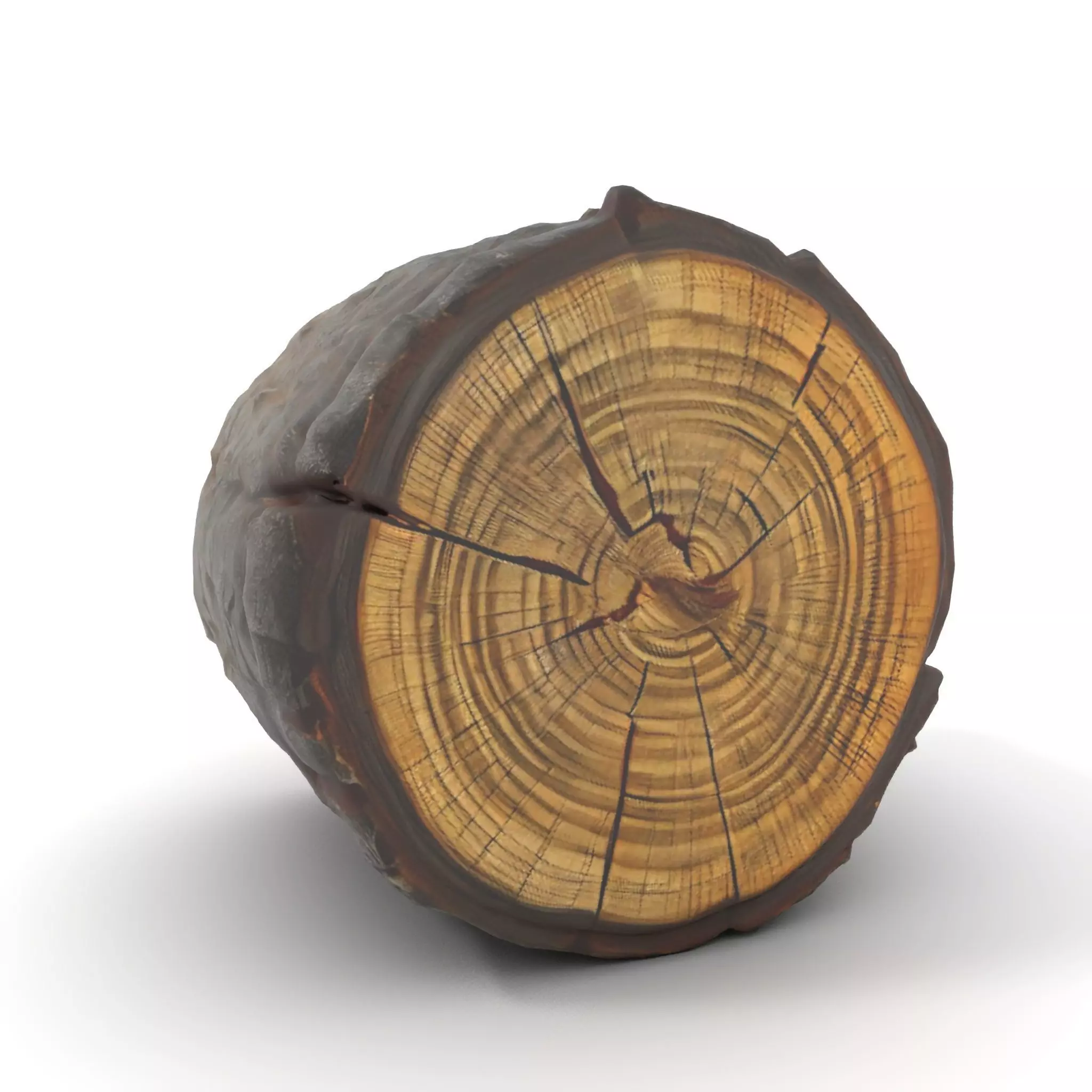Rustic Tree Trunk model pack Low-poly 3D model_16