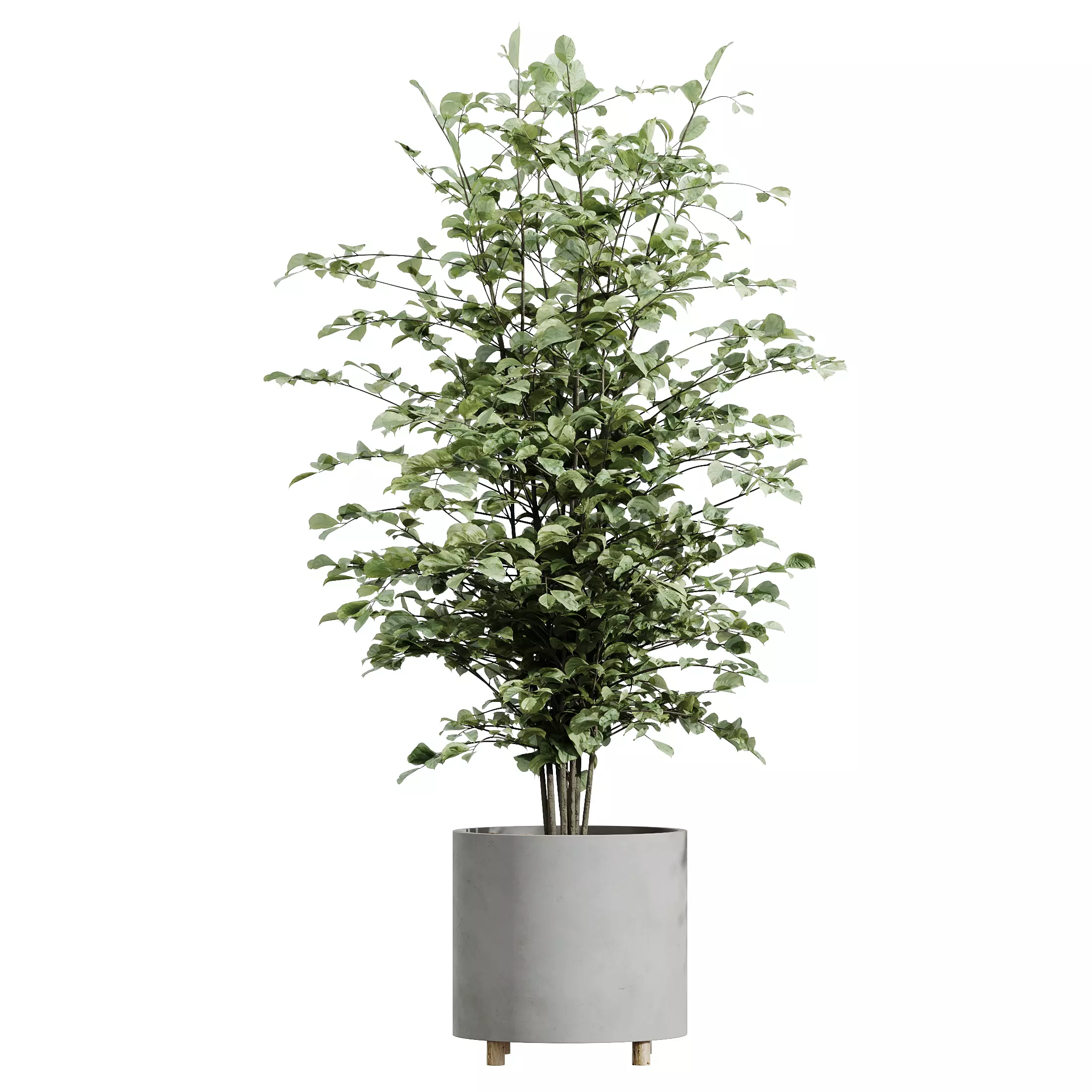 AV Indoor Plants Set 331 Ficus Alnus Alder Aloe Vera 3D model_2