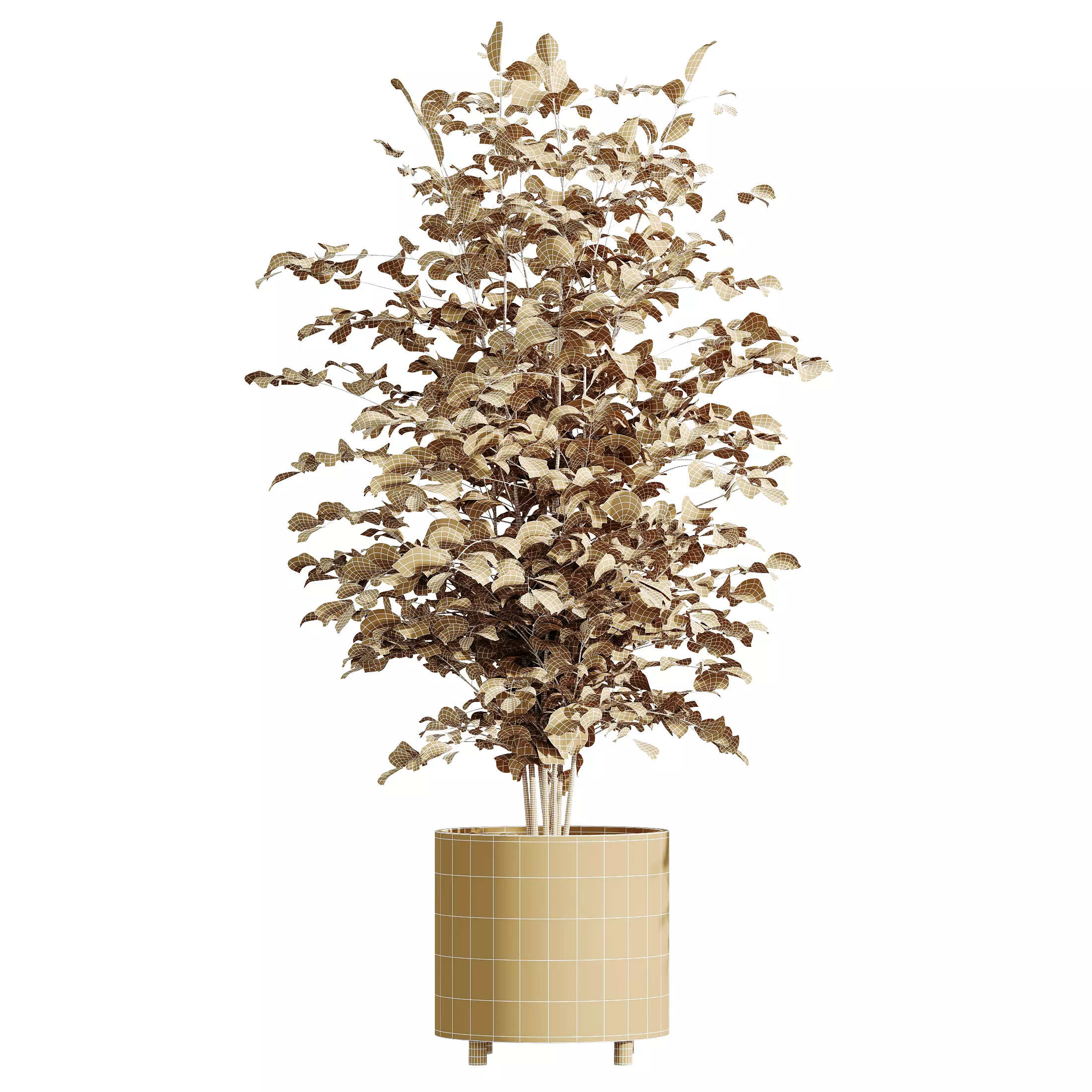 AV Indoor Plants Set 331 Ficus Alnus Alder Aloe Vera 3D model_9