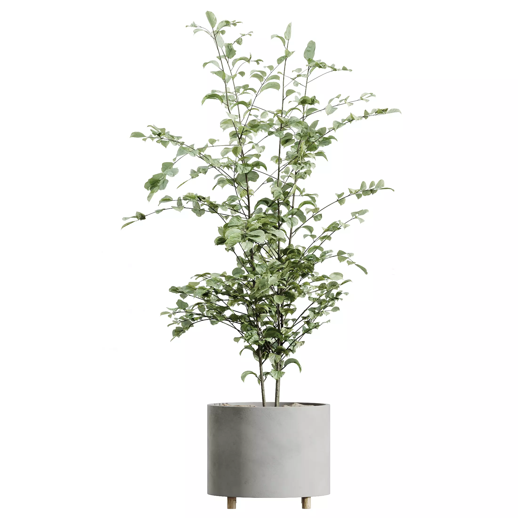 AV Indoor Plants Set 331 Ficus Alnus Alder Aloe Vera 3D model_5