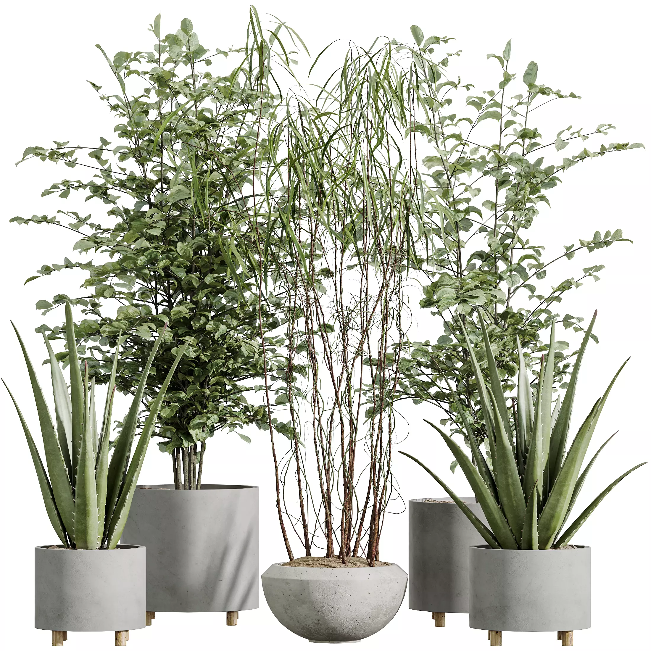 AV Indoor Plants Set 331 Ficus Alnus Alder Aloe Vera 3D model_6