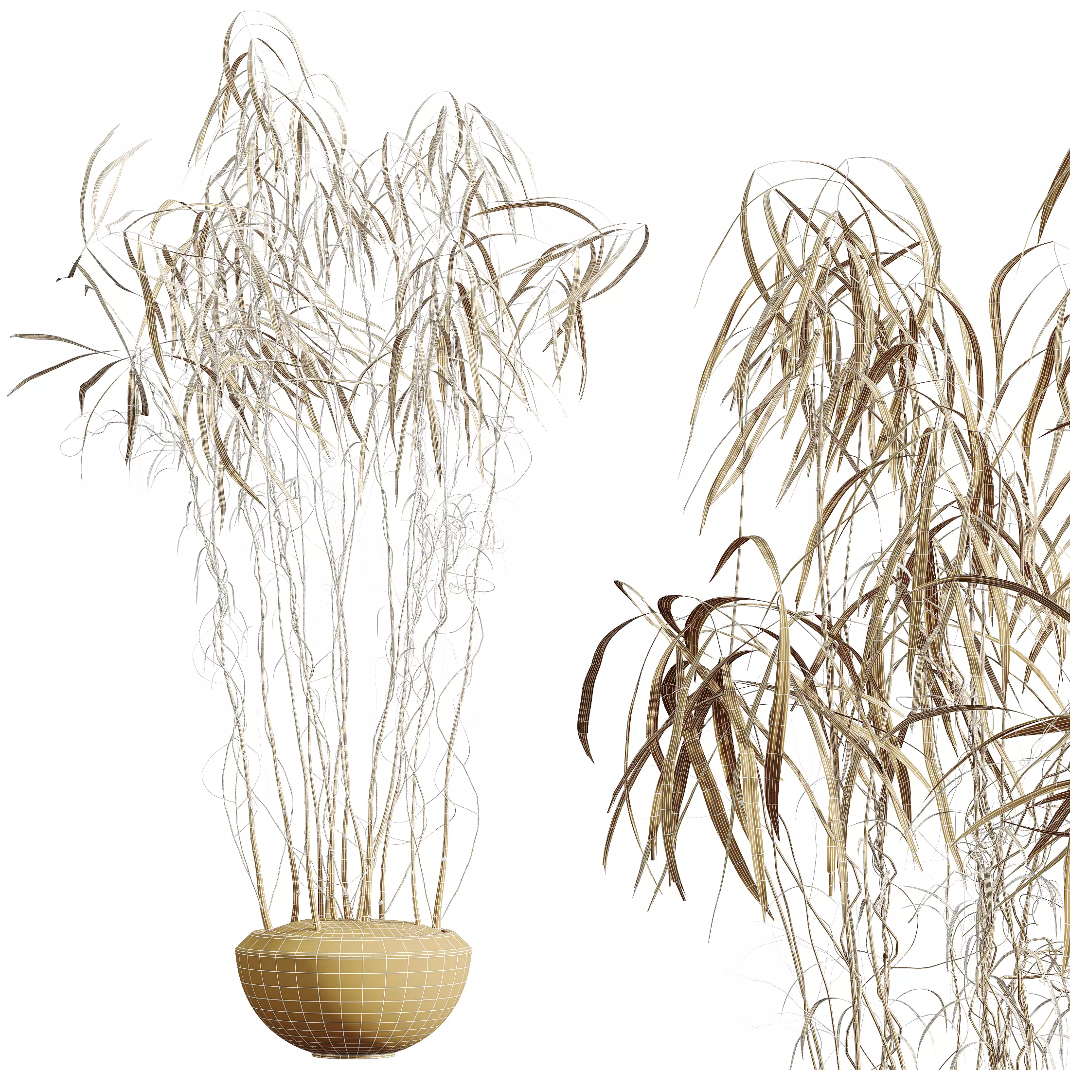 AV Indoor Plants Set 331 Ficus Alnus Alder Aloe Vera 3D model_8