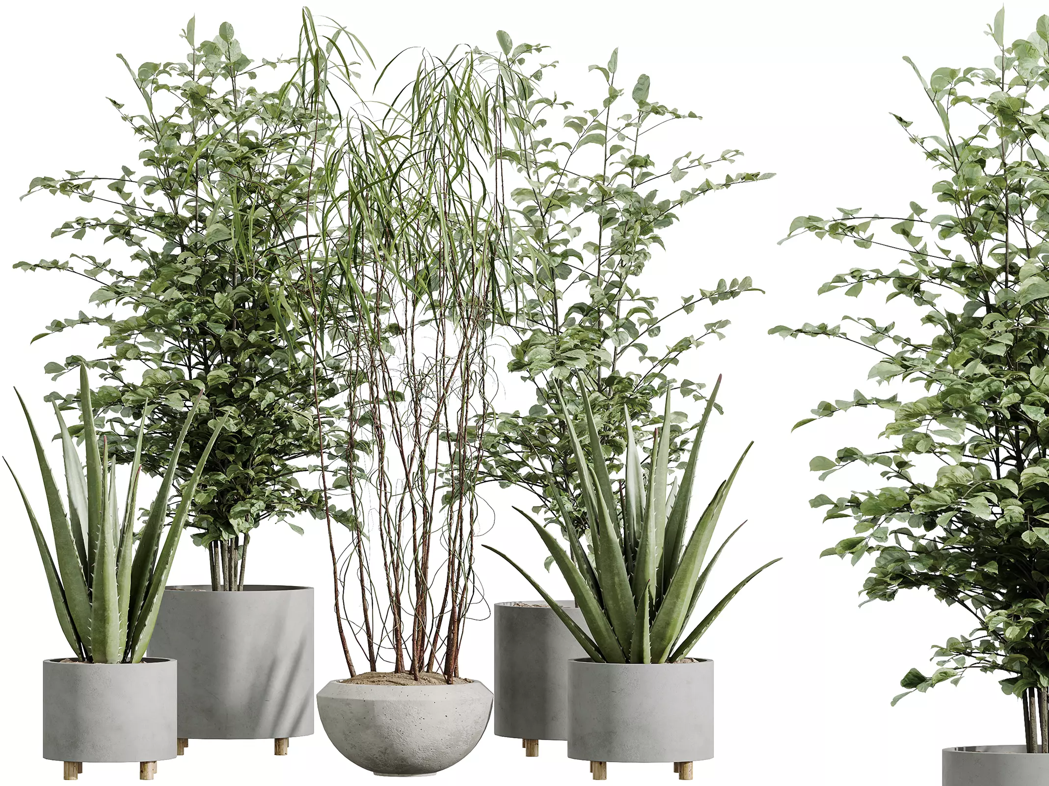 AV Indoor Plants Set 331 Ficus Alnus Alder Aloe Vera 3D model_0