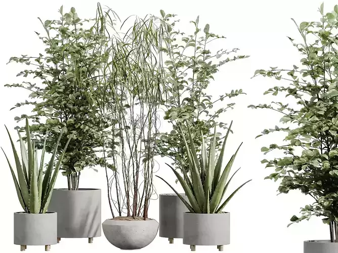 AV Indoor Plants Set 331 Ficus Alnus Alder Aloe Vera