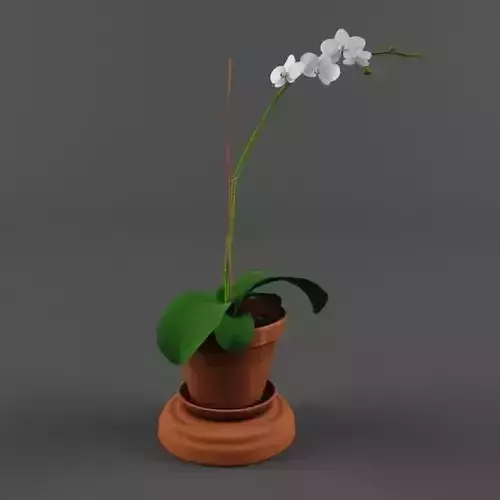 Orchid in a pot