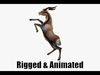 Animated Gazelle Antelope Springbok Low-poly 3D model_1