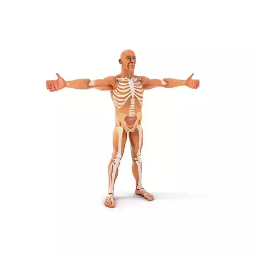 Human Anatomy Skeleton model pack Low-poly 3D model