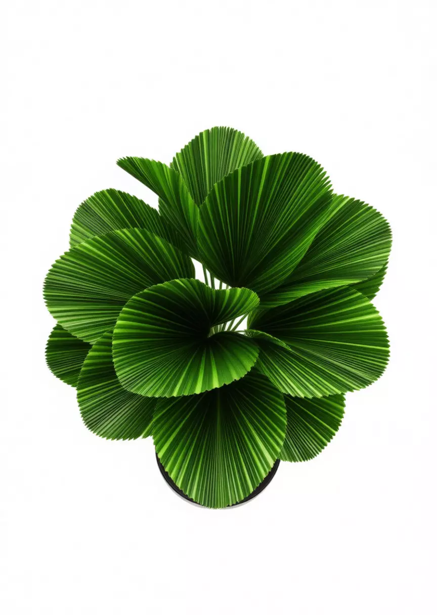 Indoor Fan Palm Plant Green Houseplant Black Pot 3D Low-poly 3D model_2