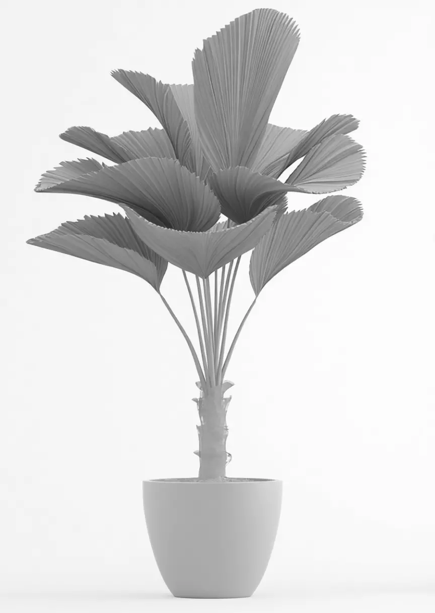 Indoor Fan Palm Plant Green Houseplant Black Pot 3D Low-poly 3D model_3