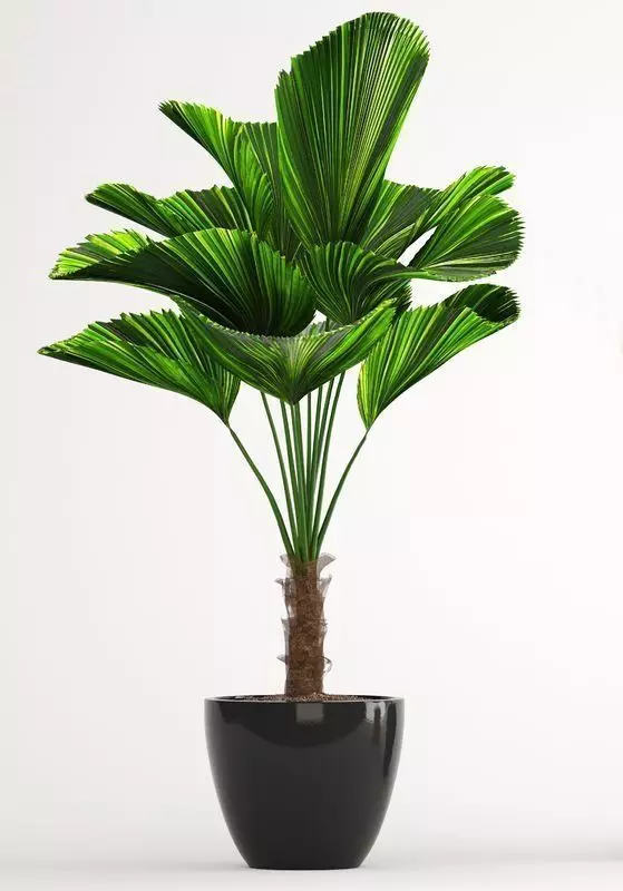 Indoor Fan Palm Plant Green Houseplant Black Pot 3D Low-poly 3D model_0