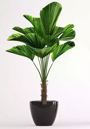 Indoor Fan Palm Plant Green Houseplant Black Pot 3D Low-poly 3D model