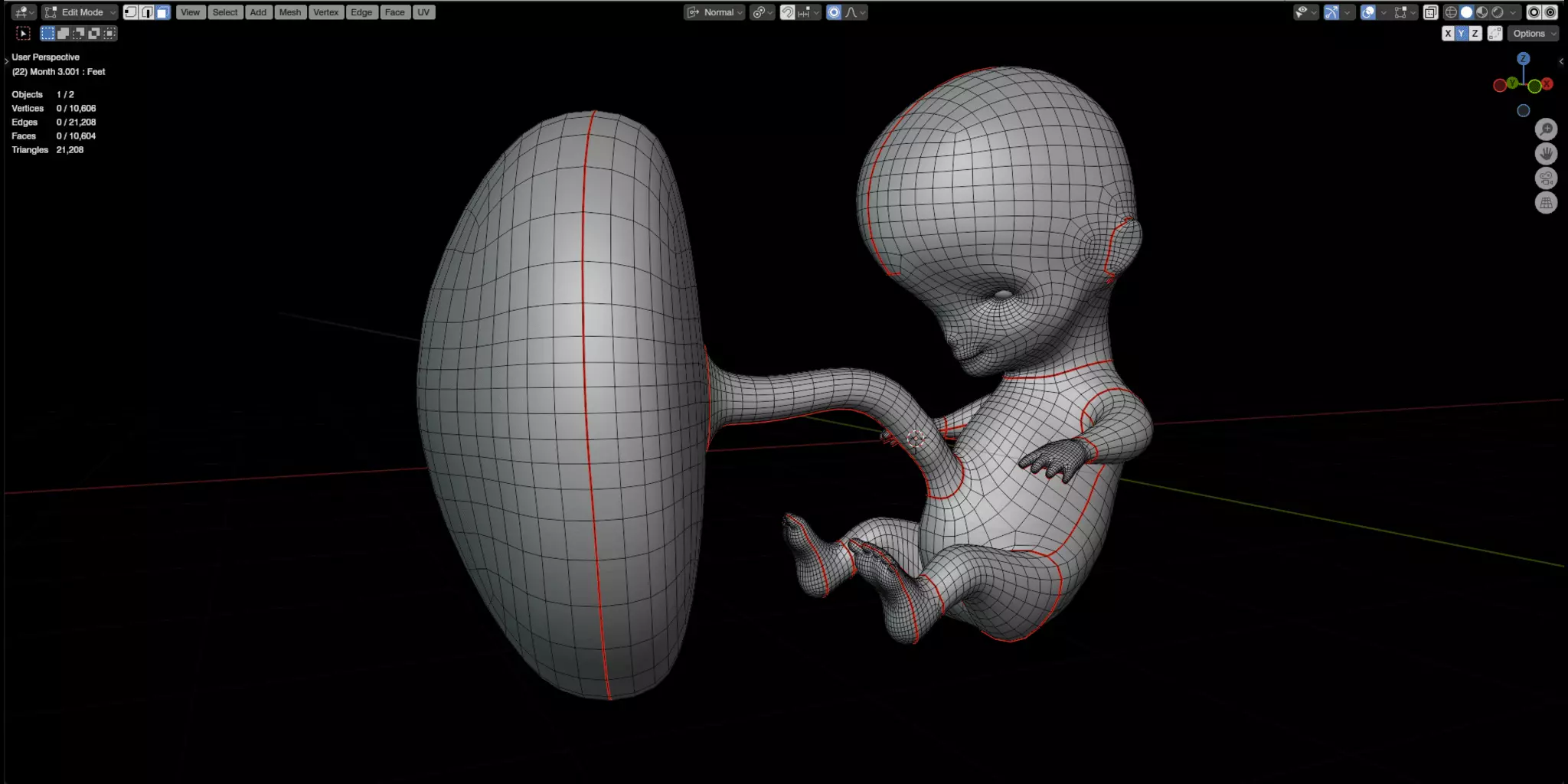 Fetal Development Low-poly 3D model_9
