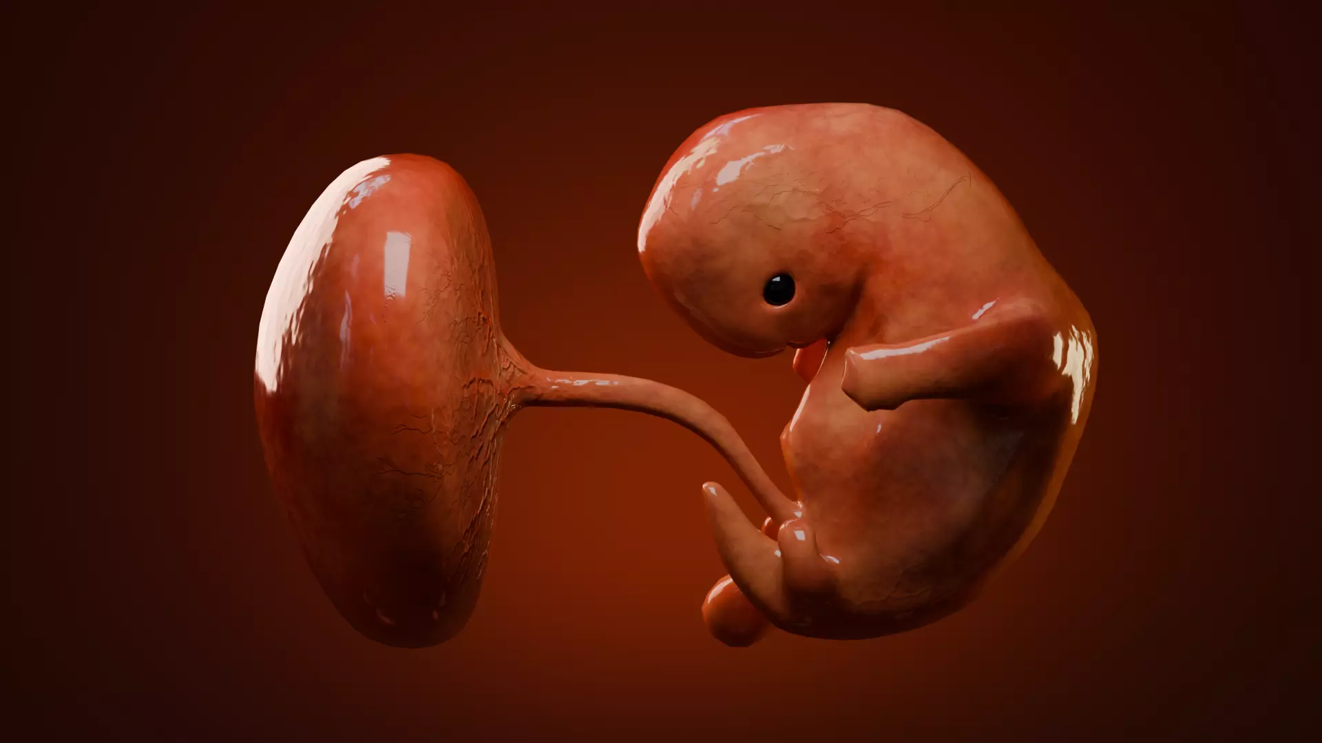 Fetal Development Low-poly 3D model_6