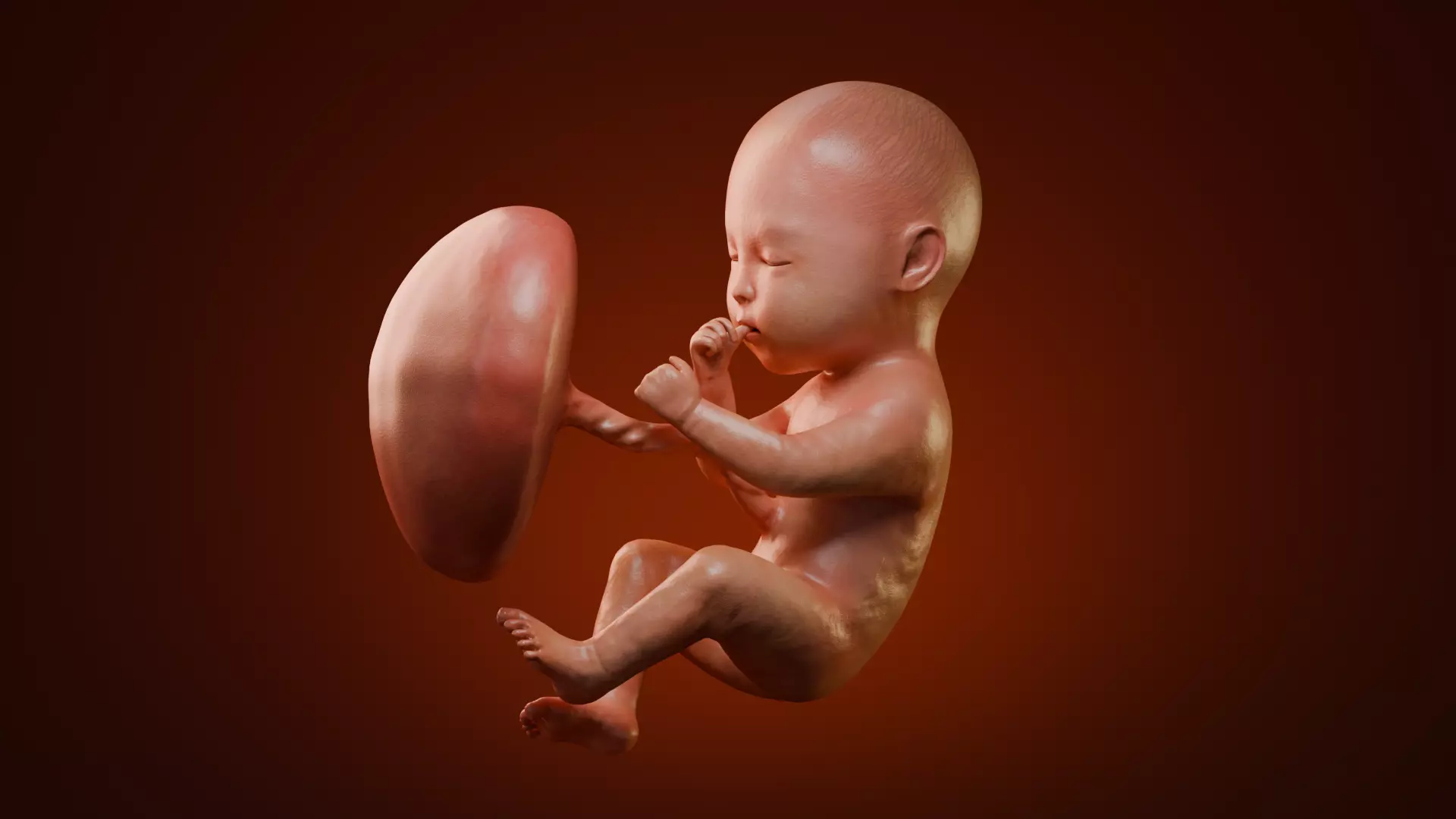 Fetal Development Low-poly 3D model_18