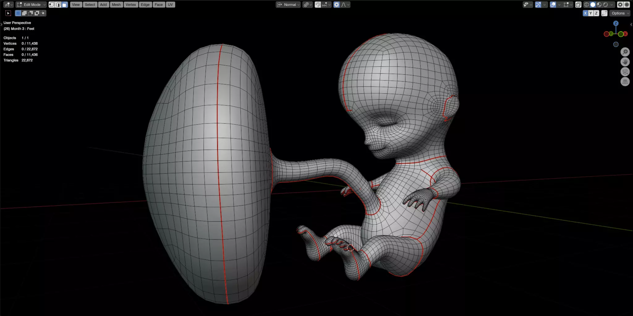 Fetal Development Low-poly 3D model_11