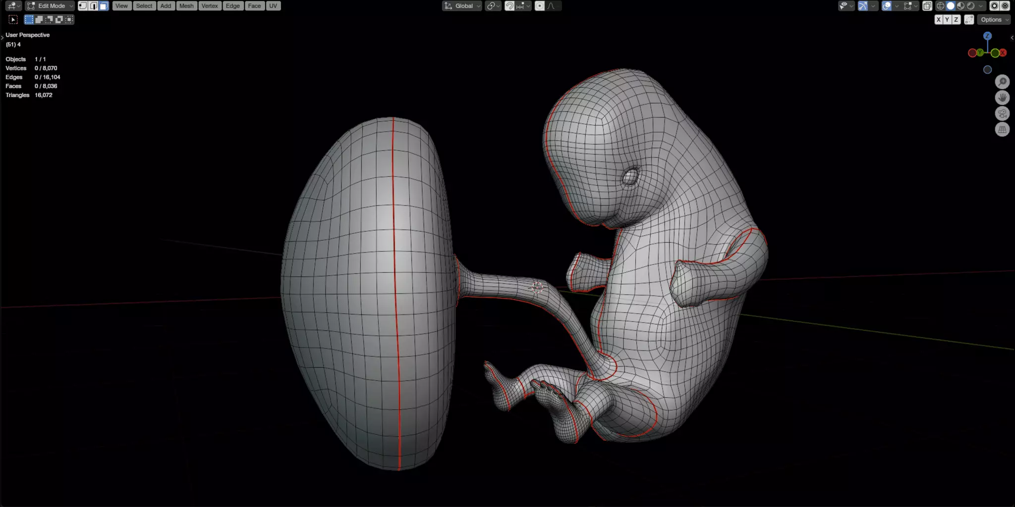 Fetal Development Low-poly 3D model_7