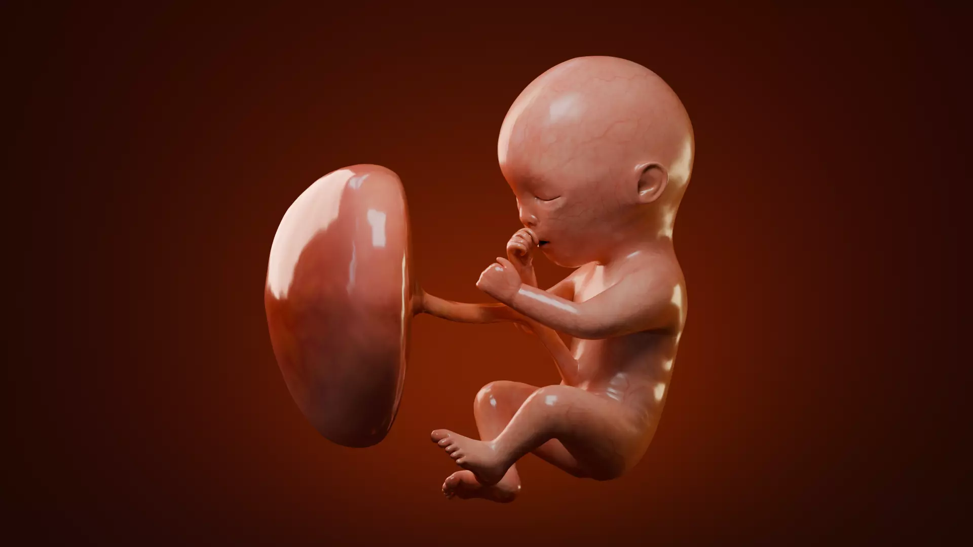 Fetal Development Low-poly 3D model_14