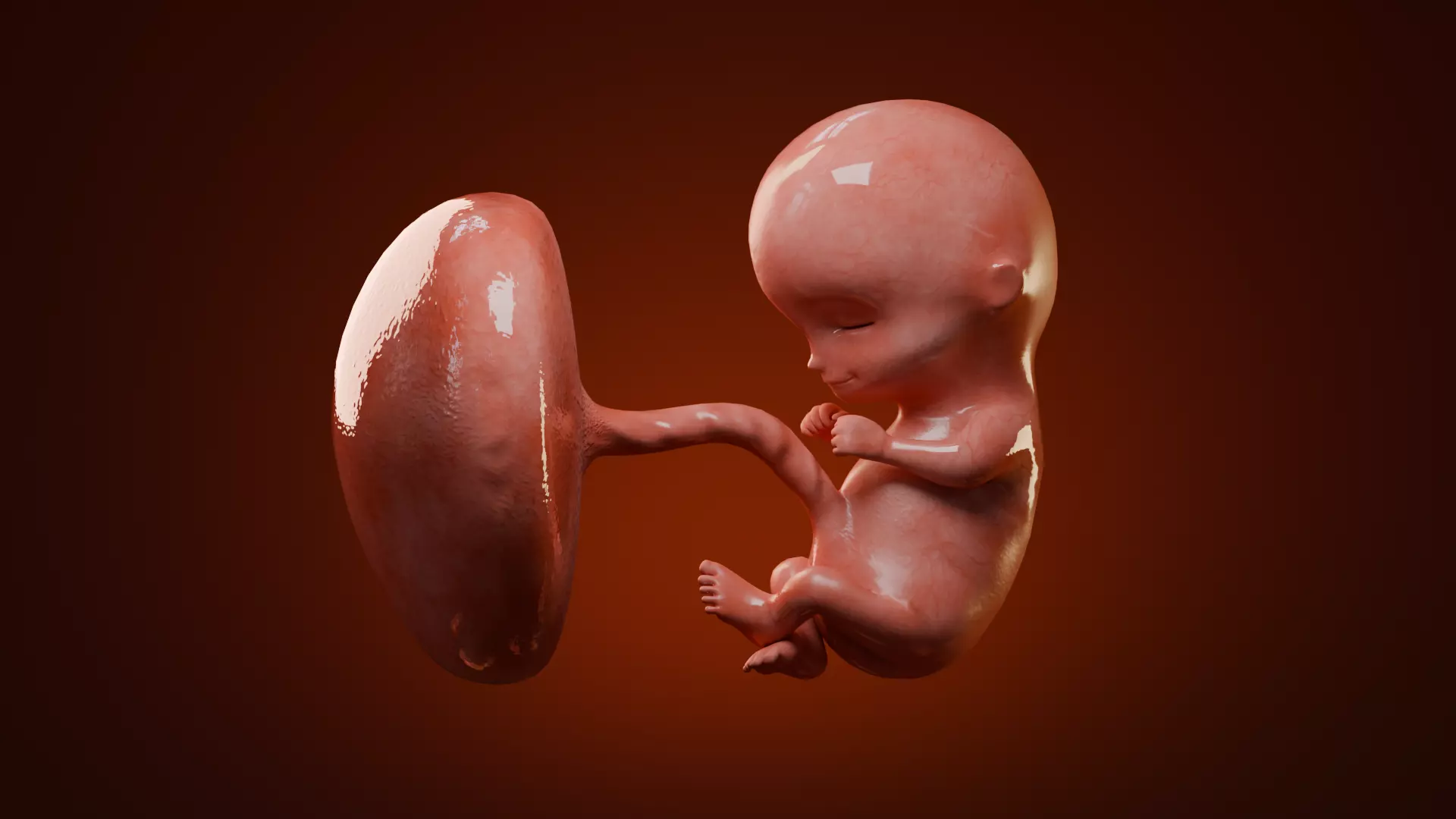 Fetal Development Low-poly 3D model_12