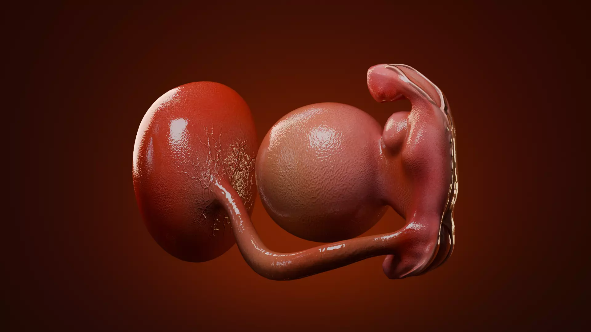 Fetal Development Low-poly 3D model_2