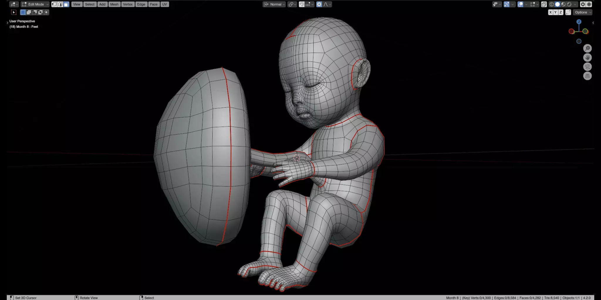 Fetal Development Low-poly 3D model_15
