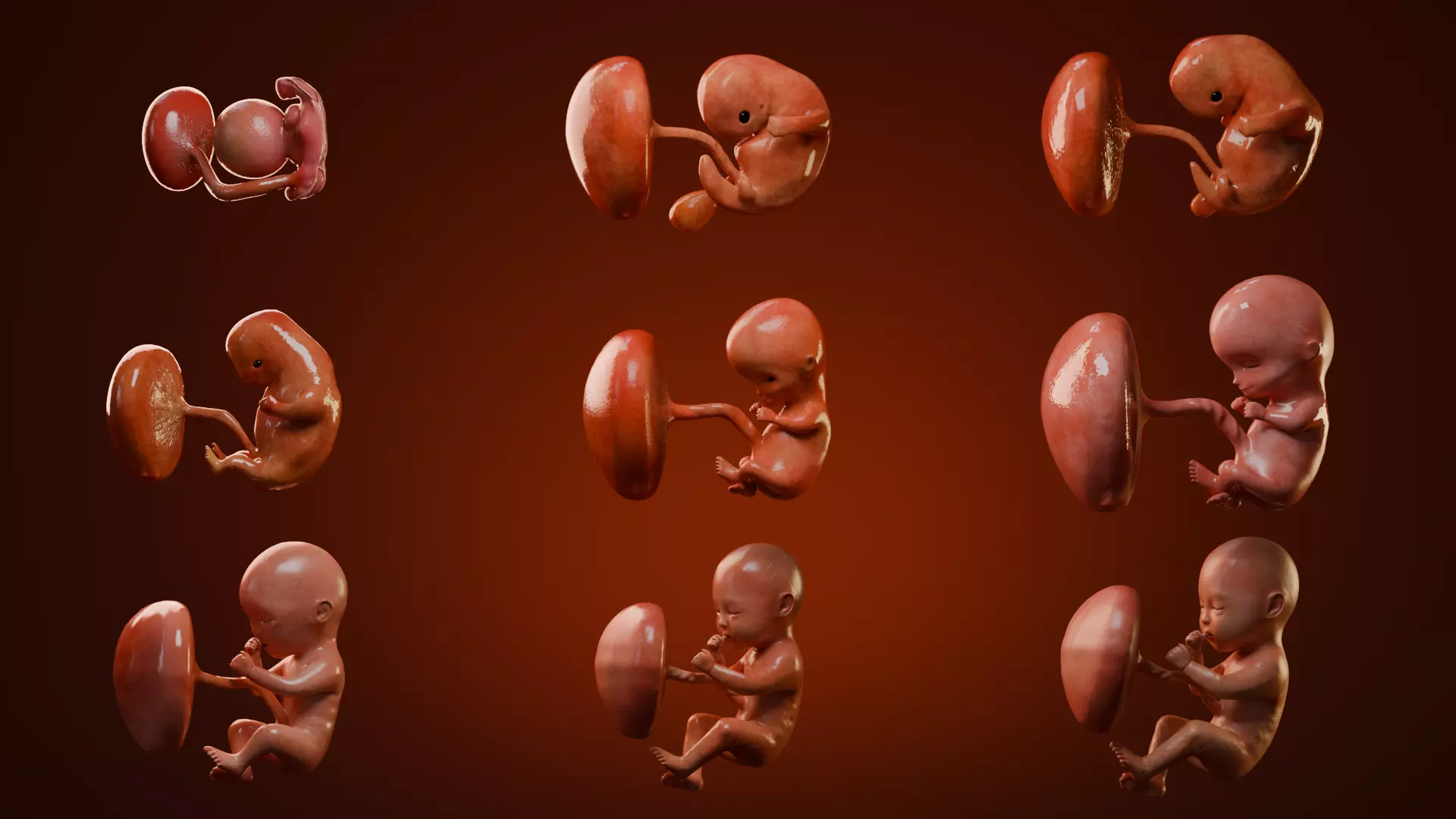 Fetal Development Low-poly 3D model_0
