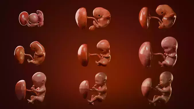 Fetal Development