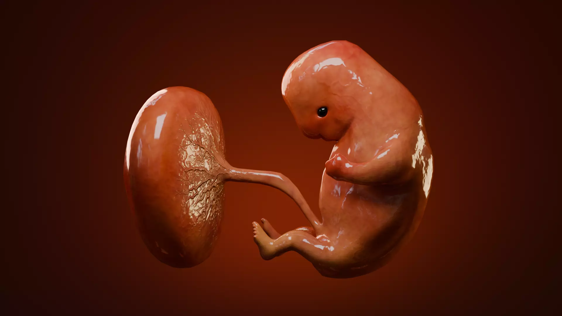 Fetal Development Low-poly 3D model_8