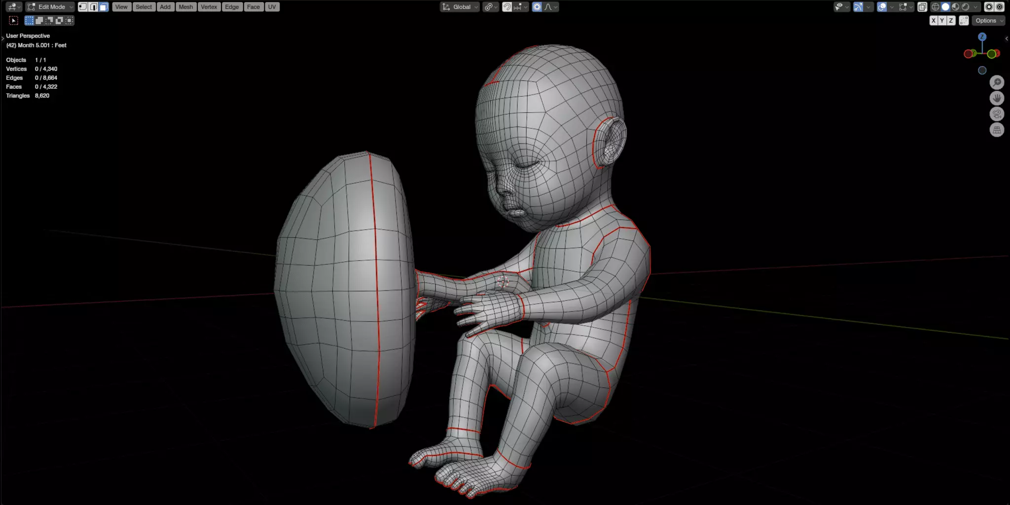 Fetal Development Low-poly 3D model_17
