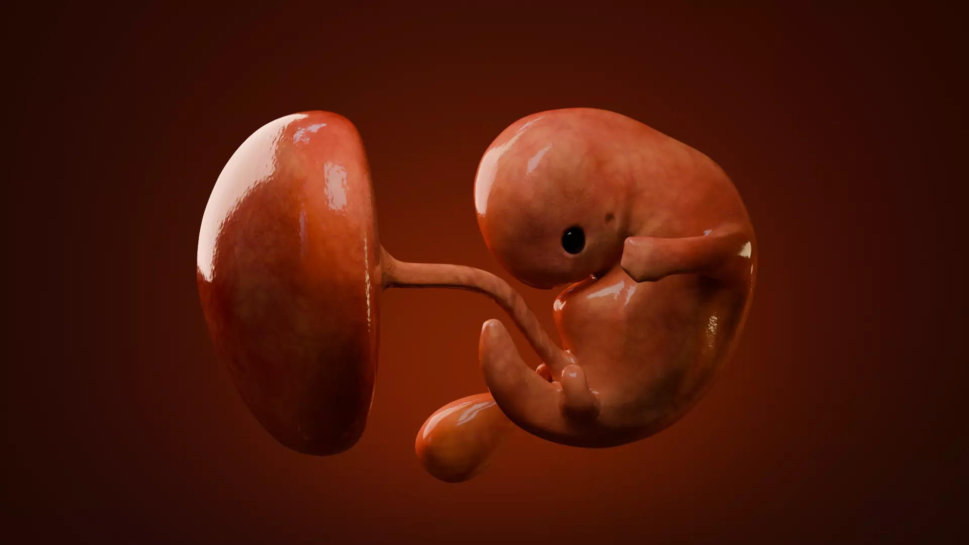 Fetal Development Low-poly 3D model_4