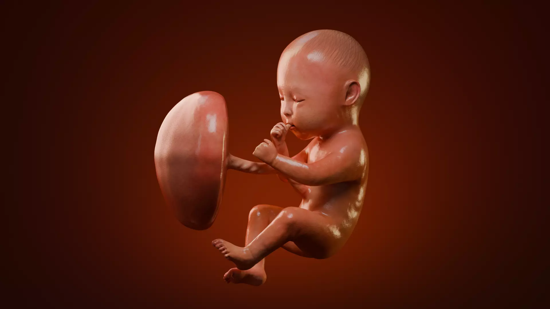 Fetal Development Low-poly 3D model_16