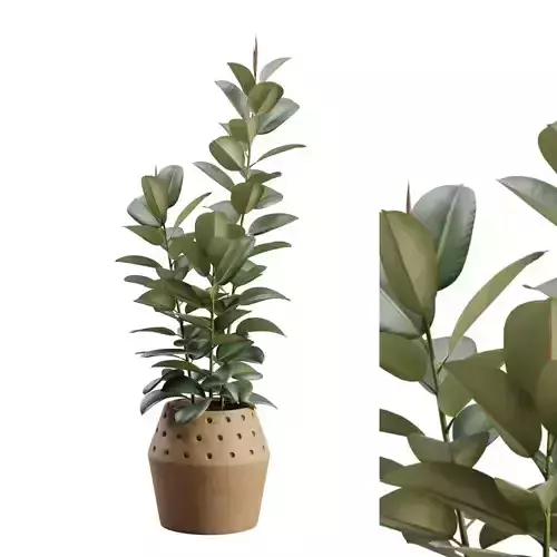 Ficus Elastica Terracota Planter