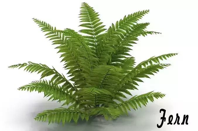 Fern plant 3D model