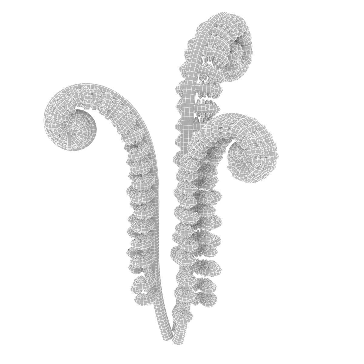 Fern sprout 3D model_1