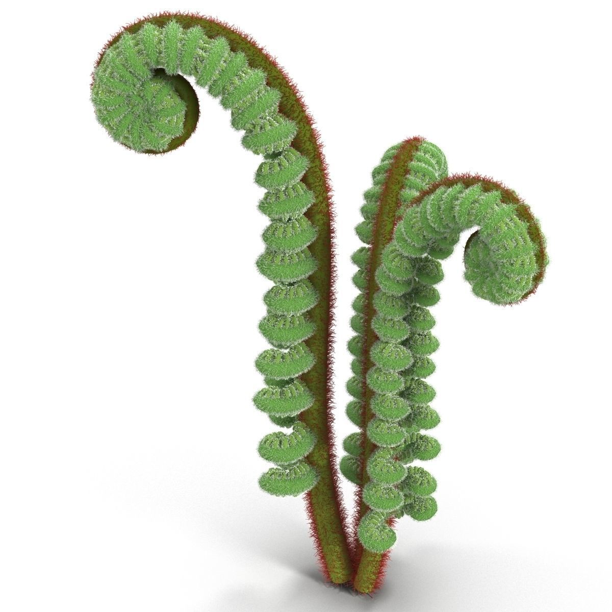 Fern sprout 3D model_4