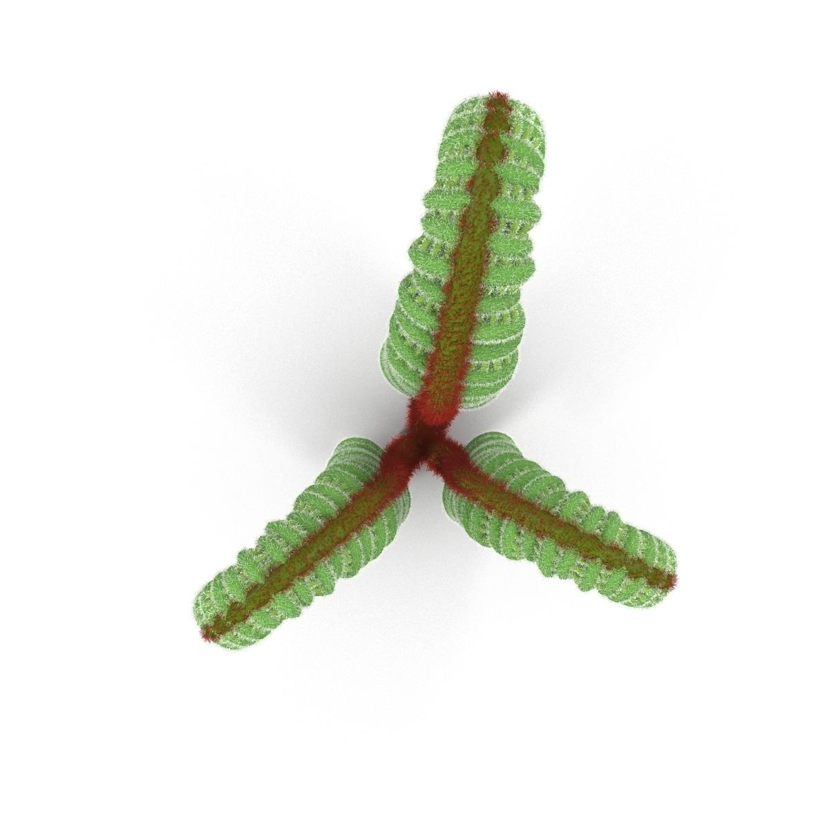 Fern sprout 3D model_3