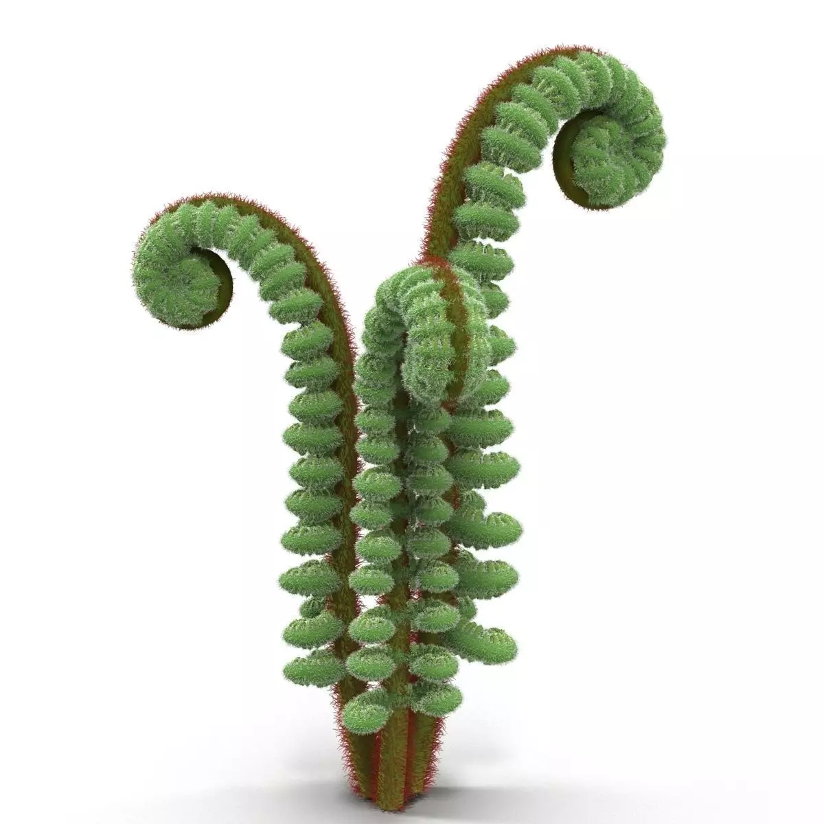 Fern sprout 3D model_0