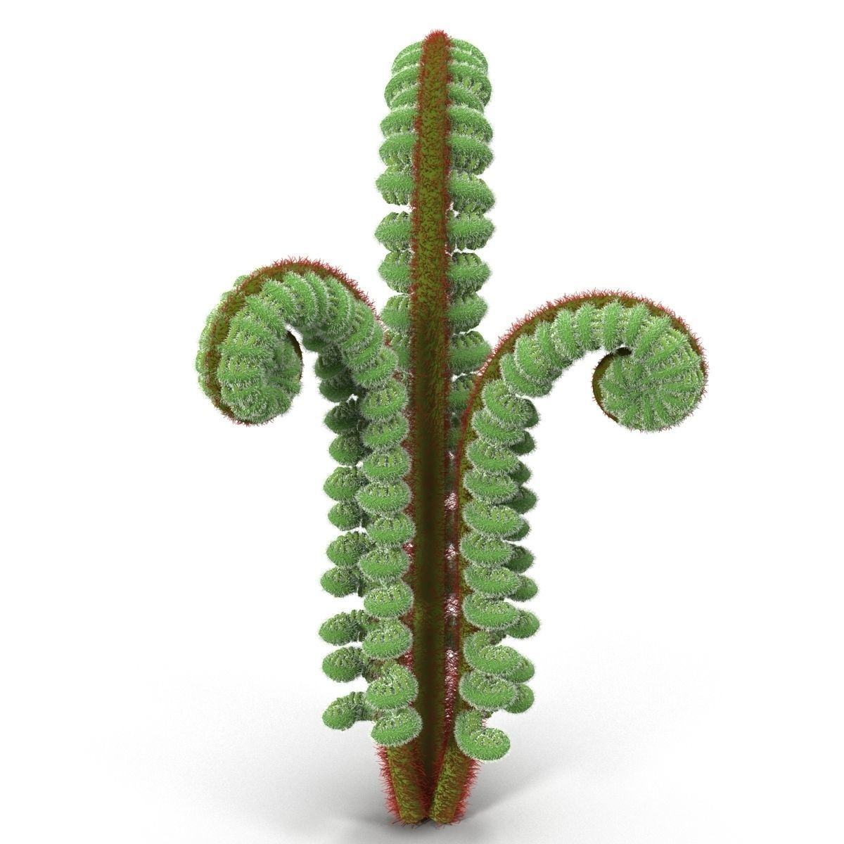 Fern sprout 3D model_2