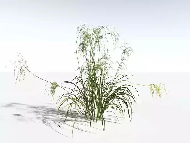 EVERYPlant Downy Brome -18 Models- 3D model
