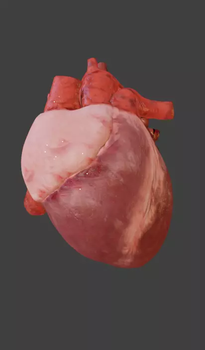 the humane  heart 3D model_0
