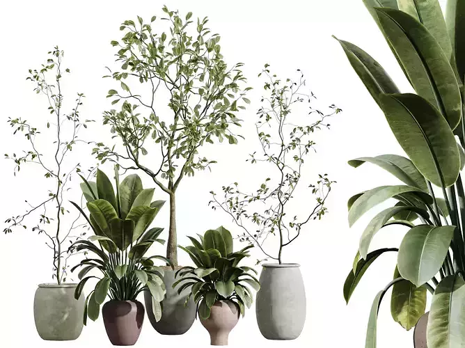 AV Indoor Plants Set 333 Ficus Abidjan Ficus Dracaena Marginata