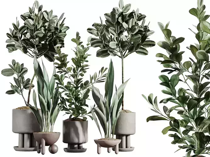 AV Indoor Plants Set 334 Aspidistra Rubber Ficus microcarpa