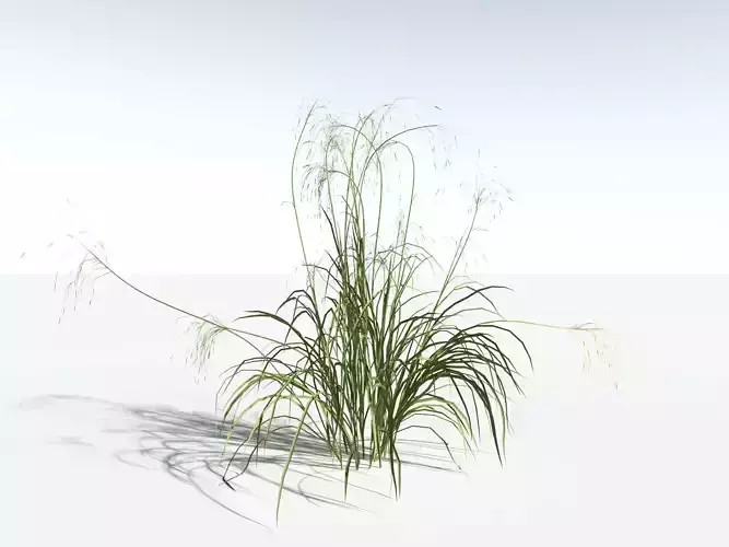 EVERYPlant Downy Brome LowPoly -18 Model- Low-poly 3D model