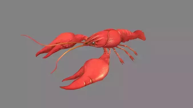 Boiled red lobster