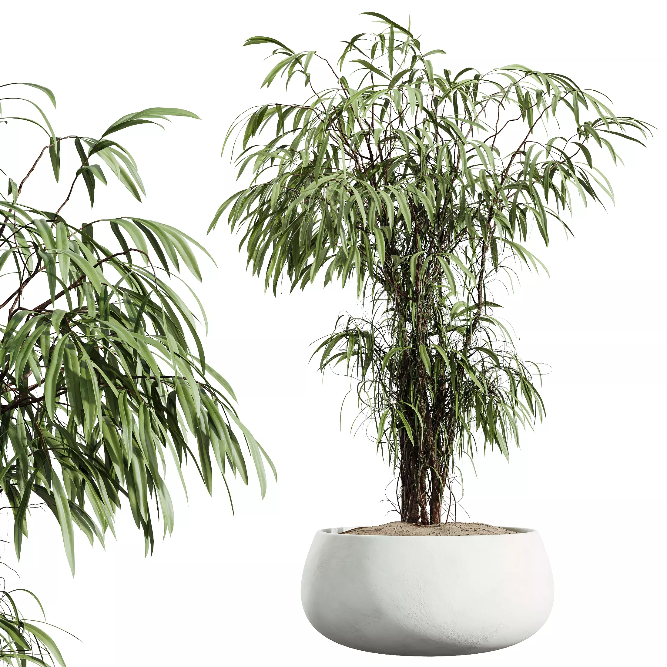 AV Indoor Plants Set 335 Banana Olive Ficus 3D model_5