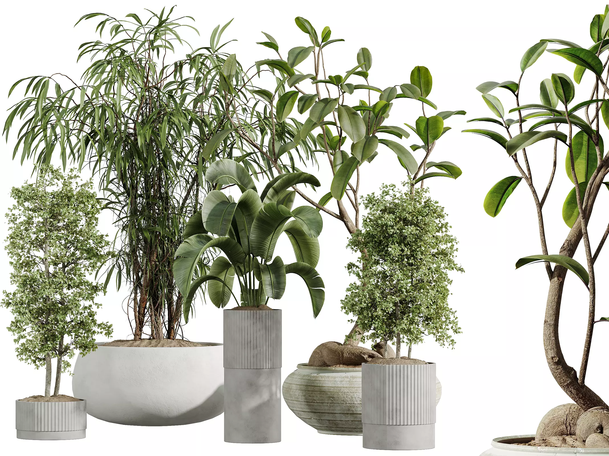 AV Indoor Plants Set 335 Banana Olive Ficus 3D model_0