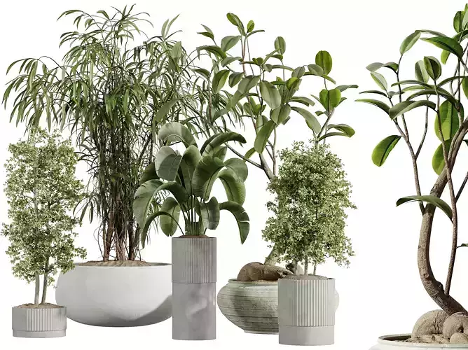 AV Indoor Plants Set 335 Banana Olive Ficus