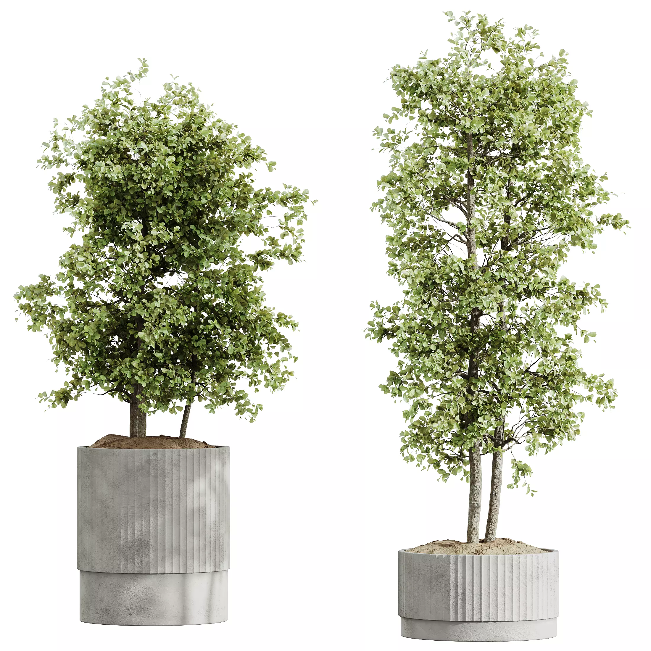 AV Indoor Plants Set 335 Banana Olive Ficus 3D model_3